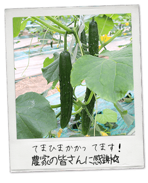 埼玉県産きゅうりを使った食卓を彩るきゅうりメニューレシピ大募集 2ページ目 レシピサイト Nadia ナディア プロの料理家のおいしいレシピ