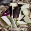 トマトのクリームパスタ。の工程6