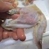 手羽先ハンバーグ　トマトケチャップ煮込みの工程3