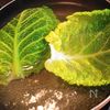 ◆ロールキャベツのオリーブ煮◆　サボイ(縮緬)キャベツの工程1