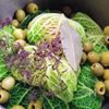 ◆ロールキャベツのオリーブ煮◆　サボイ(縮緬)キャベツの工程4