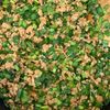 スタミナ満点♪【にら肉味噌ごはん】ぴり辛で食欲が進む！の工程2