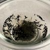 長芋きゅうりのひじき梅【白だしだけ】の工程1