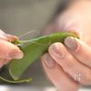 背徳感がたまらない‼︎『スナップえんどうチーズ』の工程1