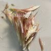 【三つ葉とミョウガの白だし浸し】体にやさしい香味野菜レシピ♪の工程1