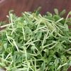 簡単でおすすめ！豆苗とアボカドの明太子マヨサラダの工程1