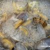 ゆず香る！アサリが主役の和風ラーメンの工程5