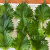 混ぜるだけ!素材を活かす万能調味料【大葉オイル塩こうじ】の下準備