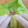 鮭のロールキャベツ・クリーム仕立ての工程7