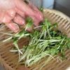食感やみつき!【からしれんこん風 焼はんぺんサラダ】の工程2