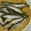 鮎の甘露煮の工程1