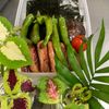 そら・ゆずの作ってみた!投稿(お弁当のごはんに”海苔弁ごはん”)