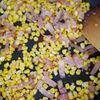 ひげごと！とうもろこしとベーコンの土鍋ごはんの工程2