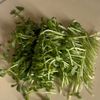 レンジで簡単◎【ささみと豆苗・新玉ねぎの梅サラダ】の工程3