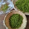 【実山椒の醤油漬け】大活躍の万能調味料！茹で方〜アク抜きまでの下準備