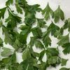 レンジで簡単!ドライ・イタリアンパセリ♪の工程2
