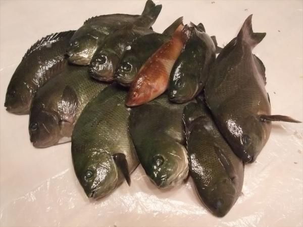 メジナ グレ のお刺身 メジナ グレ 料理 レシピサイト Nadia ナディア プロの料理家のおいしいレシピ