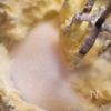 ラムレーズンのパウンドケーキの工程1