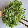 ご飯にも合う！【シャキシャキ豆苗の豚キムサラダ】の工程3