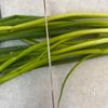 あると便利!薬味葱の冷凍保存方法の工程3