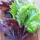 美肌にハトムギ、デトックスには冬瓜。初夏におすすめの薬膳食材