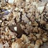 鶏皮坊主の作ってみた!投稿(豚肉と豆腐の塩昆布チャンプルー)