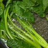 常備菜♪小松菜のごま和えの工程1