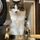 ねこ🐾