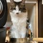 ねこ🐾