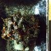 チョロリスの作ってみた!投稿(【自家製！海苔の佃煮】余った焼き海苔で簡単に美味しく！)