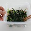 【レンジで簡単】春菊とツナの中華あえの工程4