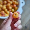 完熟梅で作る【はちみつ梅干し】の工程1