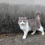 炎