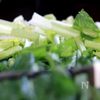 簡単時短♪小松菜と鶏肉のレンチンカレーの工程1