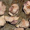 【砂肝の玉ねぎ塩ダレレモン焼き】今晩のおつまみに!の工程2
