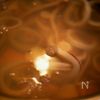 セロリまるごと食べちゃうサラダ！の工程1