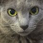 ねっこ