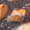 サクッとジューシー✨家にある食材で【鮭フライタルタルソース】の工程3