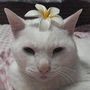 モモ