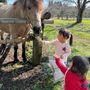 はなふぅ