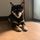 黒柴なこ