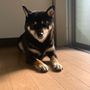 黒柴なこ