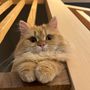 ともみかん🍊