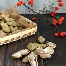 秋の味覚【生落花生の塩茹で】茹で方の基本~保存まで