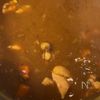 【真似するだけで10倍美味しい】絶品すぎるおうちカレーの工程6