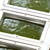 一度食べたらやみつき!「米粉の抹茶フィナンシェ」の工程6
