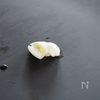 鶏肉で簡単豆乳ミルク煮。の工程1