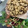 そら・ゆずの作ってみた!投稿(秋の味覚【生落花生の塩茹で】茹で方の基本～保存まで)
