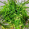 【花にらの胡麻和え】珍しい野菜に出会ったら、まずは食べてみるの工程2