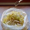 切って振るだけ　白菜の生サラダの工程2